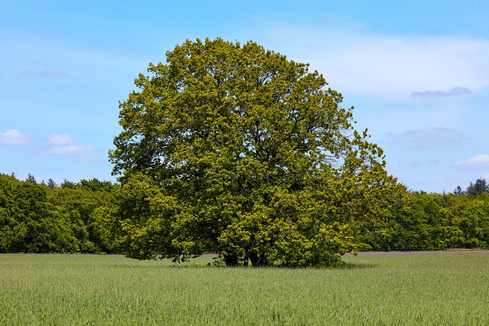 Beautiful in its simplicity: a more than 100-year-old chestnut tree near Gooilust.