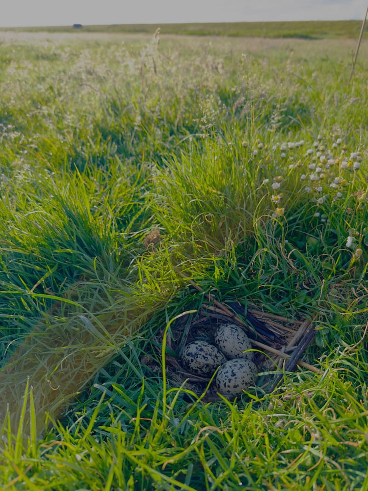Eggs found in the field.  