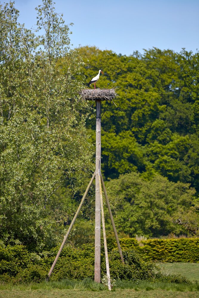 Ooijevaar op zijn nest.